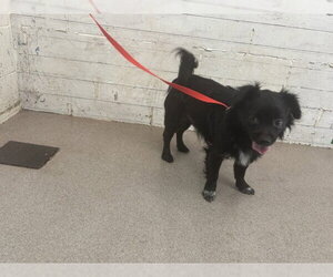Chihuahua Dogs for adoption in San Bernardino, CA, USA