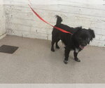 OWEN - Male Chihuahua Dog for Adoption - Small photo