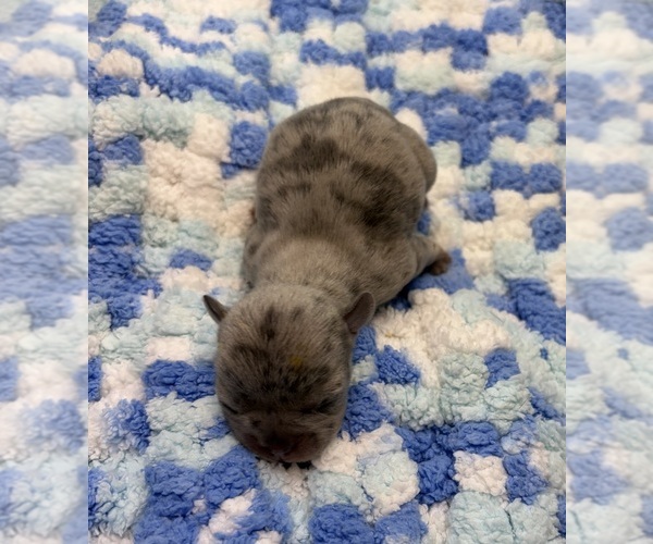Medium Photo #6 French Bulldog Puppy For Sale in ALTON, IL, USA