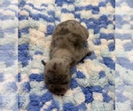 Litter of 6 - Female French BulldogLitter of Puppies for Sale - Photo #6