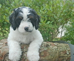 Small Photo #1 Cavapoo Puppy For Sale in HADLEY, PA, USA