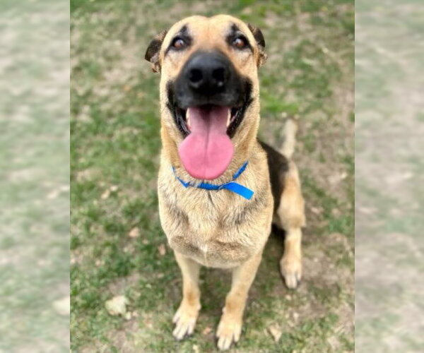 Medium Photo #2 German Shepherd Dog-Unknown Mix Puppy For Sale in Riverside, CA, USA