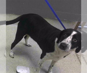 Labradinger Dogs for adoption in Tallahassee, FL, USA