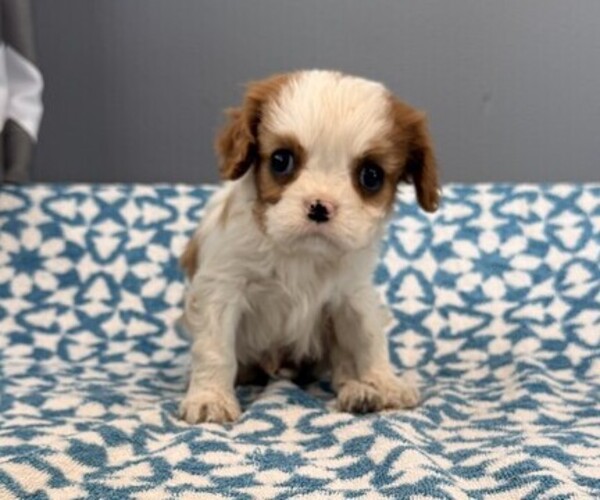 Medium Photo #2 Cavalier King Charles Spaniel Puppy For Sale in THORP, WI, USA