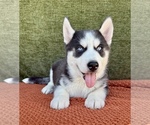 Small #3 Siberian Husky