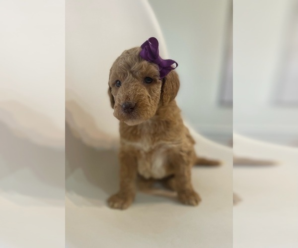 Medium Photo #7 Goldendoodle Puppy For Sale in JENKS, OK, USA