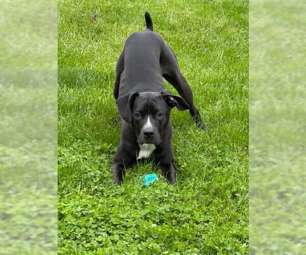 Medium Photo #4 American Pit Bull Terrier-Labrador Retriever Mix Puppy For Sale in Germantown, OH, USA