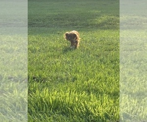 Mother of the Cavalier King Charles Spaniel puppies born on 07/25/2025
