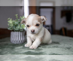 Medium Chihuahua