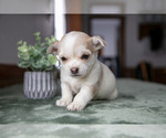 Puppy 2 Chihuahua