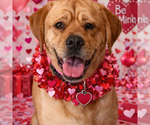 Small #5 Labrador Retriever Mix