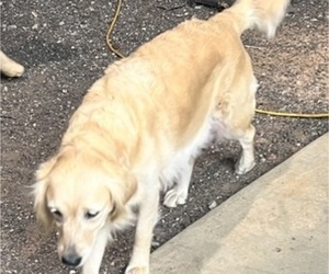 Mother of the Golden Retriever puppies born on 02/19/2025