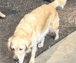 Small Photo #1 Golden Retriever Puppy For Sale in BOILING SPGS, SC, USA