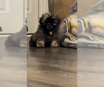 Small Photo #7 Shih Tzu Puppy For Sale in DENTON, MD, USA