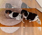 Small Photo #3 Dachshund-Unknown Mix Puppy For Sale in Springdale, PA, USA