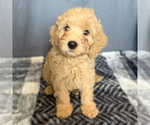 Small Goldendoodle (Miniature)