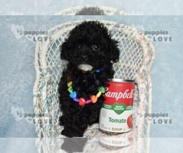 Medium Photo #8 Poodle (Toy) Puppy For Sale in SANGER, TX, USA