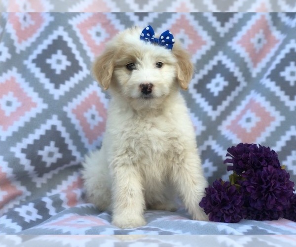Medium Photo #1 Aussiedoodle Puppy For Sale in LAKELAND, FL, USA