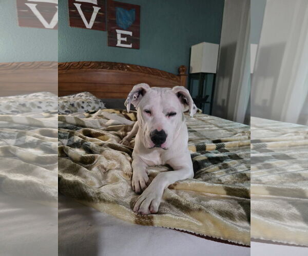 Medium Photo #11 Boxer-Unknown Mix Puppy For Sale in Germantown, OH, USA