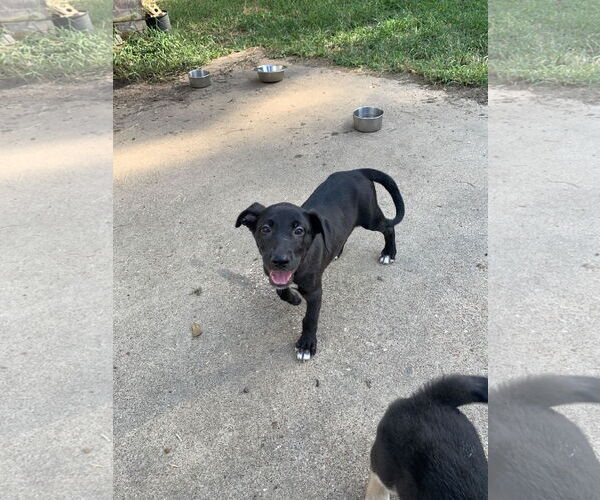 Medium Photo #1 Labrador Retriever-Unknown Mix Puppy For Sale in The Woodlands, TX, USA