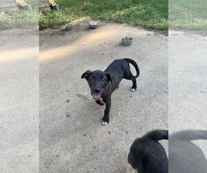 Labrador Retriever-Unknown Mix Dogs for adoption in The Woodlands, TX, USA