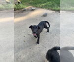 Small Labrador Retriever Mix