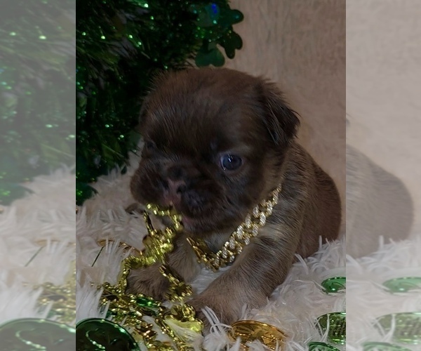 Medium Photo #1 French Bulldog Puppy For Sale in CRESTLINE, OH, USA