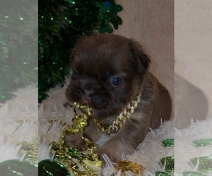 French Bulldog Puppy for sale in CRESTLINE, OH, USA