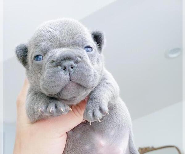 Medium Photo #11 French Bulldog Puppy For Sale in MARYSVILLE, WA, USA