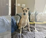 Small #3 Mutt
