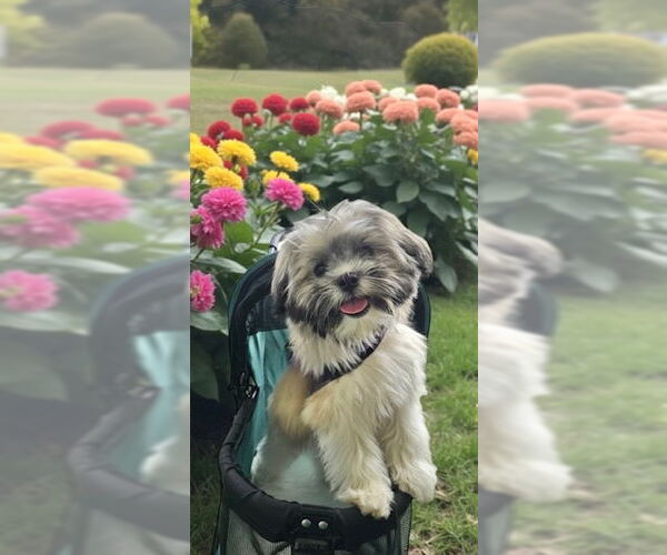Medium Photo #3 Shih Tzu Puppy For Sale in Weston, FL, USA