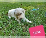 Small Photo #7 Goldendoodle Puppy For Sale in MACON, VA, USA