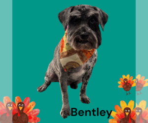 - Mix Dogs for adoption in Lenoir, NC, USA