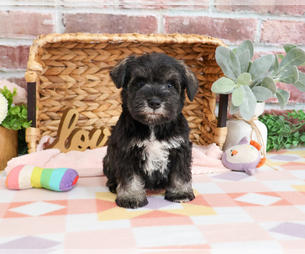 Medium Photo #7 Schnauzer (Miniature) Puppy For Sale in SYRACUSE, IN, USA