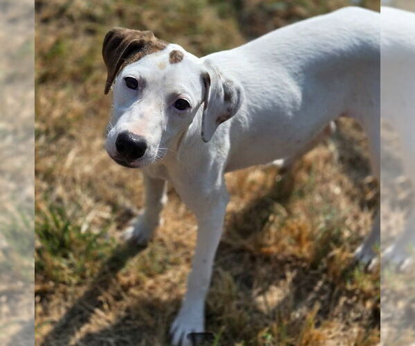 Medium Photo #2 Mutt Puppy For Sale in Canton, CT, USA