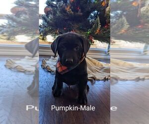 Labrador Retriever Puppy for Sale in OZARK, Missouri USA