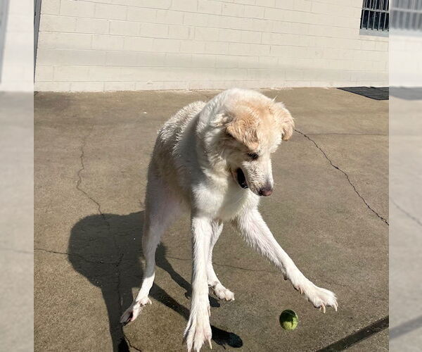 Medium Photo #4 Great Pyrenees Puppy For Sale in Marina Del Rey, CA, USA