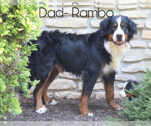 Father of the Bernese Mountain Dog puppies born on 06/03/2021
