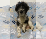 Small #3 Miniature Schnauzer-Poodle (Miniature) Mix