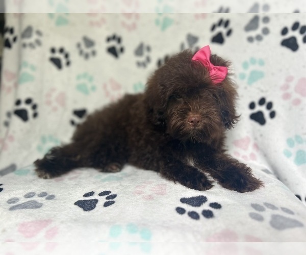 Medium Photo #7 ShihPoo Puppy For Sale in LAKELAND, FL, USA
