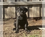 Small Photo #8 Cane Corso Puppy For Sale in ZEBULON, NC, USA