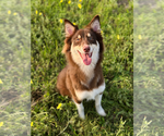 Small #2 Australian Shepherd