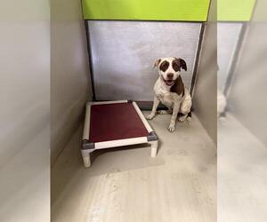 Mutt Dogs for adoption in Bakersfield, CA, USA