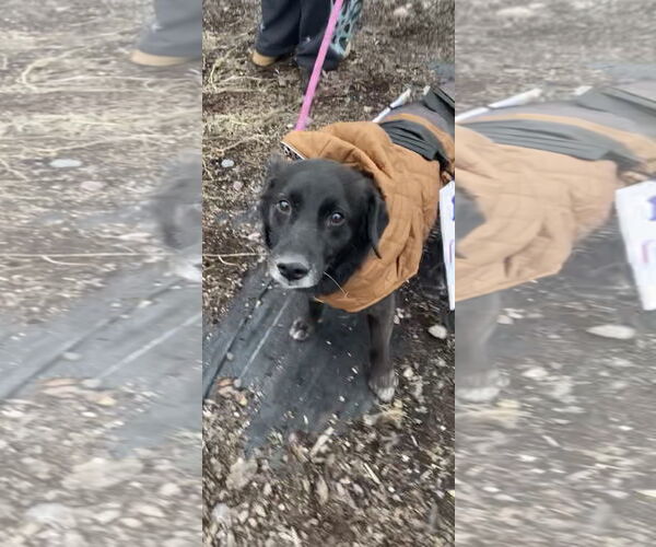 Medium Photo #2 Border Collie-Unknown Mix Puppy For Sale in Polson, MT, USA