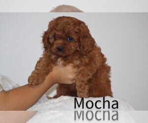 Cavapoo Puppy for sale in LOYAL, WI, USA