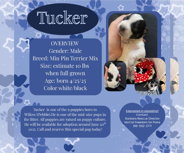 Medium Photo #1 Miniature Pinscher Puppy For Sale in Rancho Cordova, CA, USA