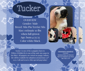 Miniature Pinscher Dogs for adoption in Rancho Cordova, CA, USA