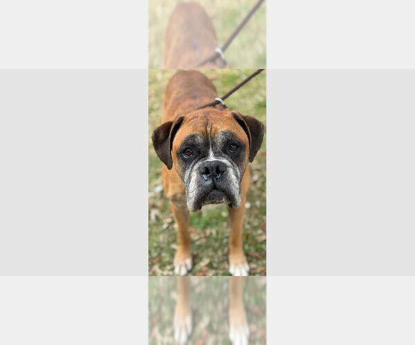 Medium Photo #2 Boxer Puppy For Sale in Austin, TX, USA