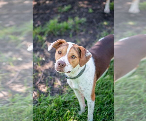 Medium Photo #5 Beagle-Unknown Mix Puppy For Sale in Germantown, OH, USA