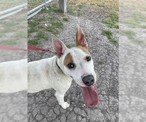 American Pit Bull Terrier-Unknown Mix Dogs for adoption in Corpus Christi, TX, USA